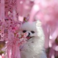 470708
