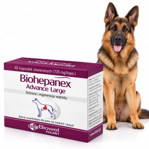 Biohepanex Advance Large Biowet wsparcie wątroby dla psów średnich i dużych 40 kapsułek